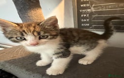 Mixed Breed cats for sale: 6 Stunning kittens ready now! 🤍 🐈 🤍 - Image 14