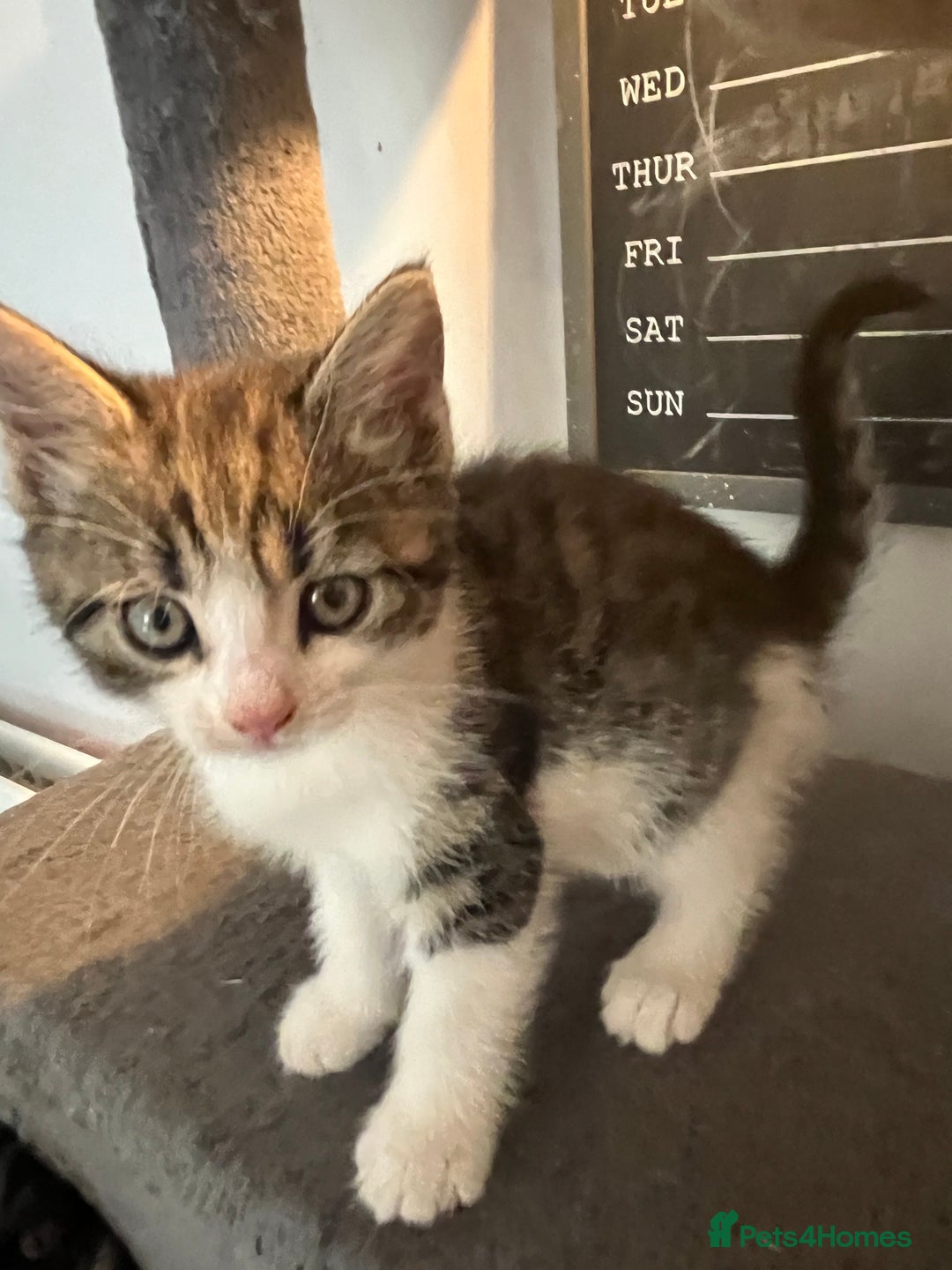 Mixed Breed cats for sale: 6 Stunning kittens ready now! 🤍 🐈 🤍 - Image 14