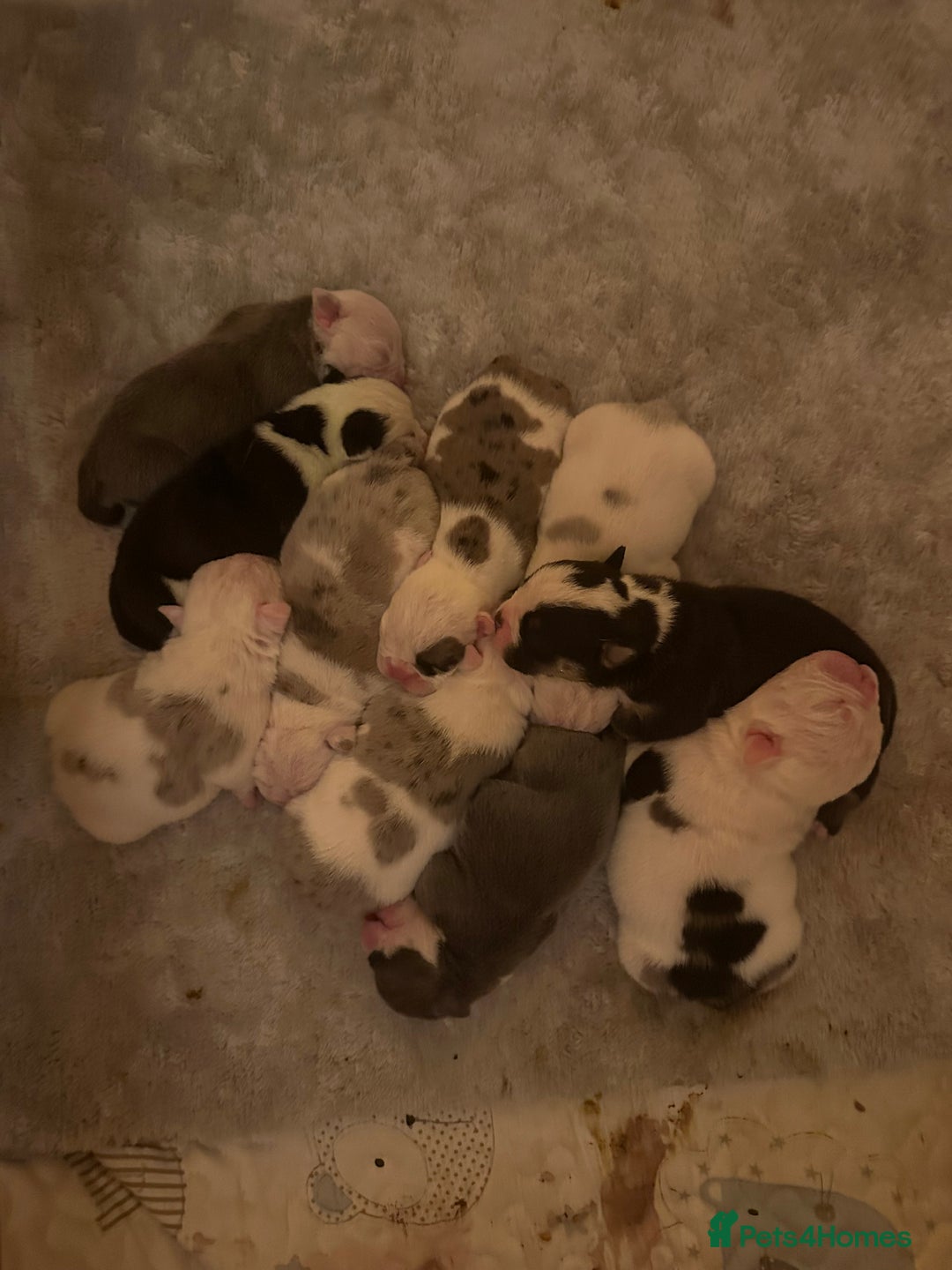 English Bulldog dogs for sale: 🌟 health tested parents 🌟 - Image 24