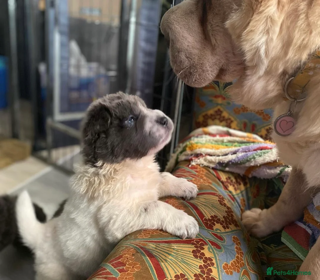 Shar Pei dogs for stud: BEST 🏆 Blue bear & chocolate & tan bear 🐻 in Hornchurch - Advert 21