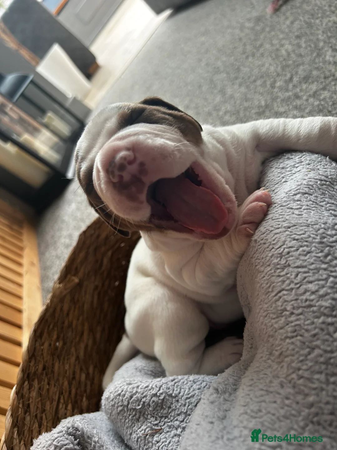 Mixed Breed dogs for sale: Mixed breed dogs  - Advert 6