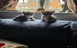 Mixed Breed cats for sale: Chinchilla Persian cross kittens  - Image 6