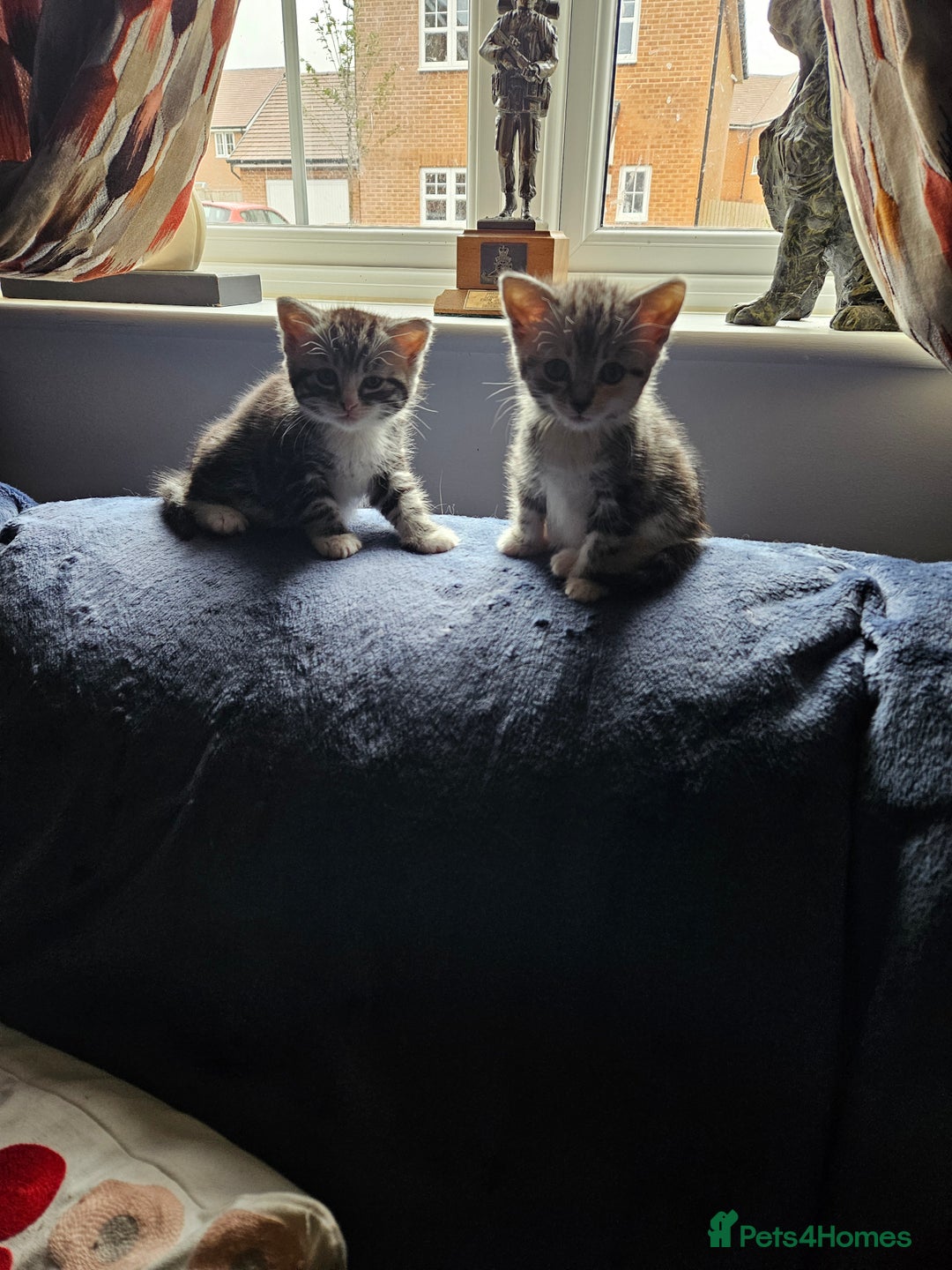 Mixed Breed cats for sale: Chinchilla Persian cross kittens  - Image 6