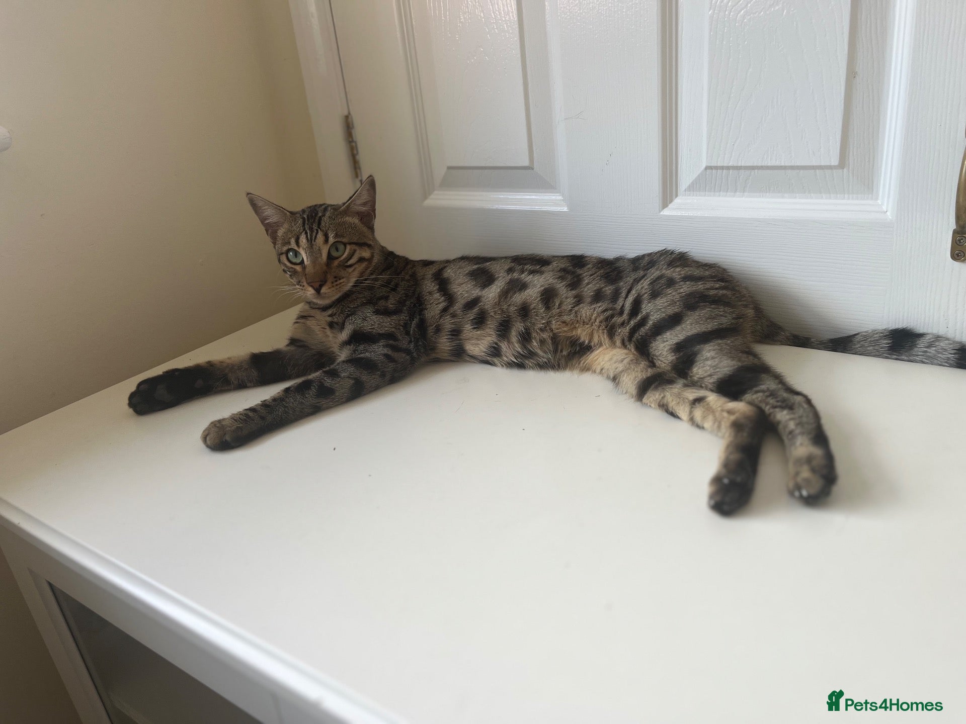 Bengal cats 🐆 Beautiful 1-Year-Old Bengal Boy ❤️ - Advert 2