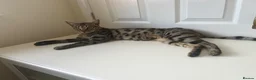 Bengal cats for sale: 🐆 Beautiful 1-Year-Old Bengal Boy ❤️ - Advert 1