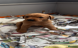 Labrador Retriever dogs for sale: Red Labrador puppies  - Image 10