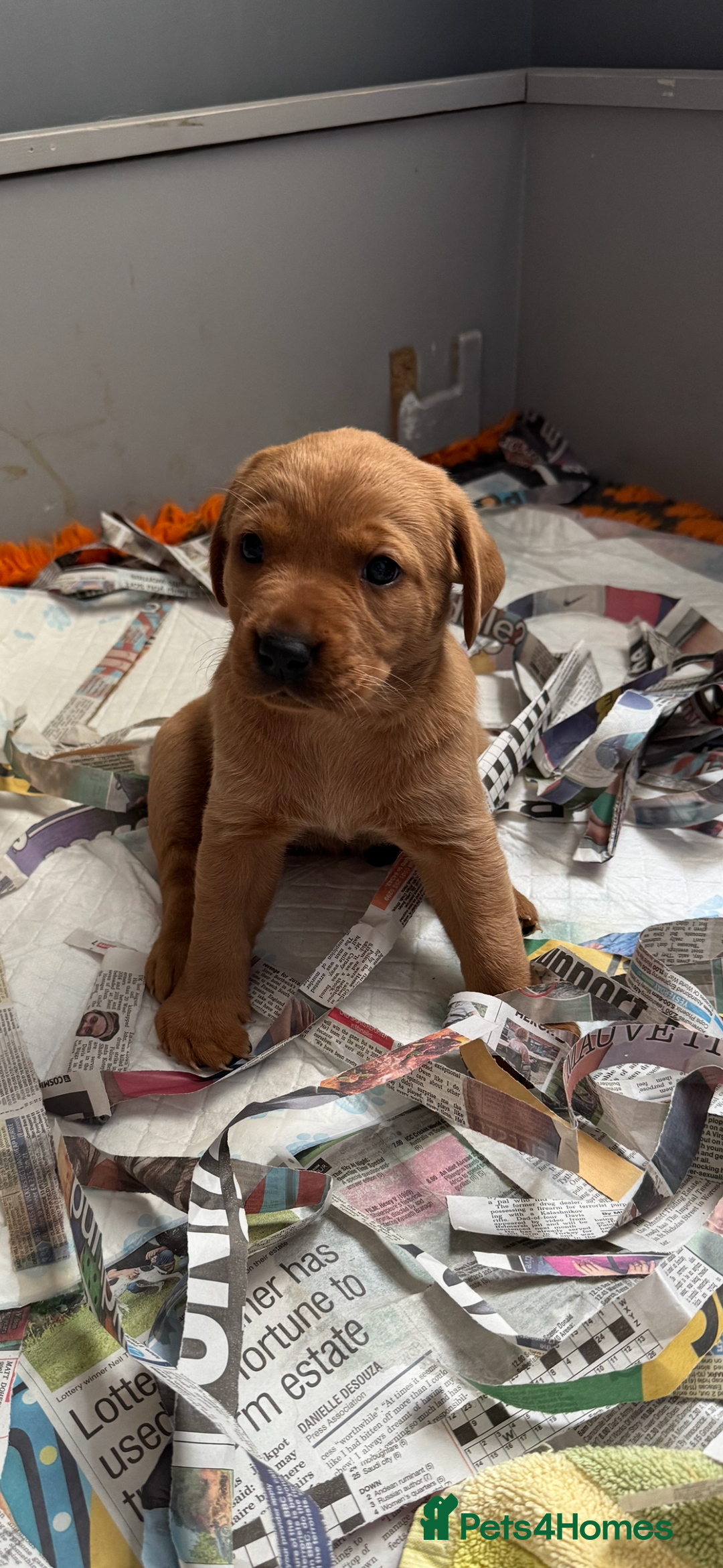 Labrador Retriever dogs for sale: Red Labrador puppies  - Image 10