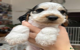 Cocker Spaniel dogs for sale: Stunning Show cocker spaniel puppies Health tested - Image 11