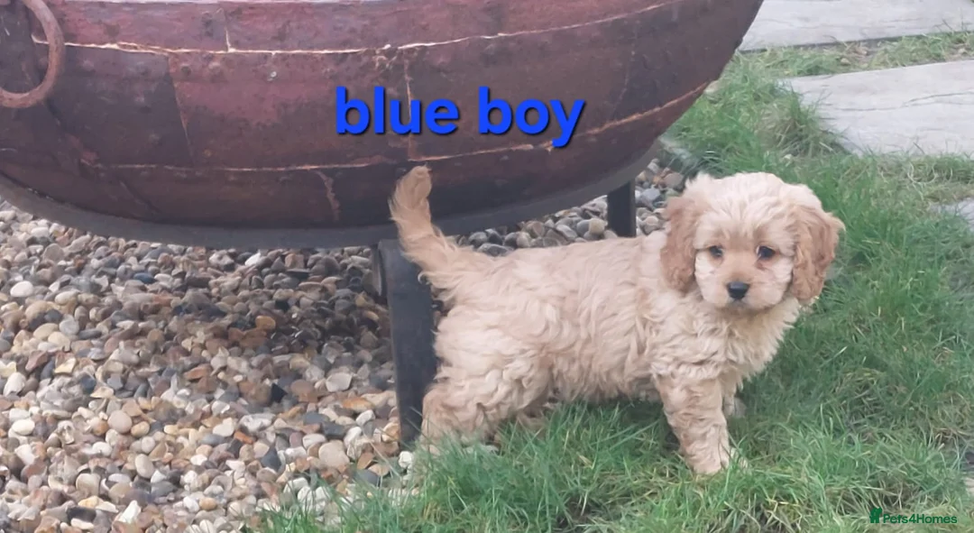 Cavapoo dogs for sale: Beautiful F1 Cavapoo's  - Advert 12