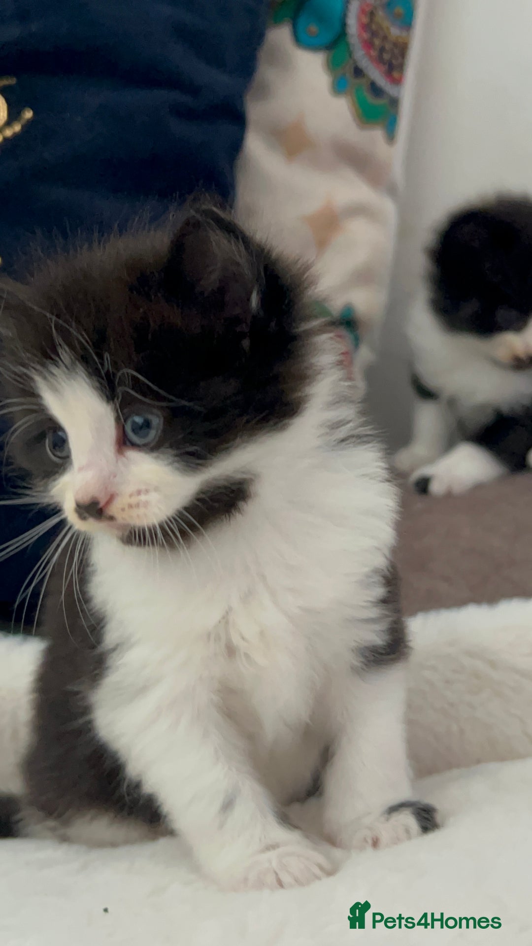 Domestic Shorthair cats for sale: Beautiful 5 tuxedo kittens available for new home. - Image 7