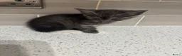 British Longhair cats for sale: British longhair  in Bristol - Advert 2