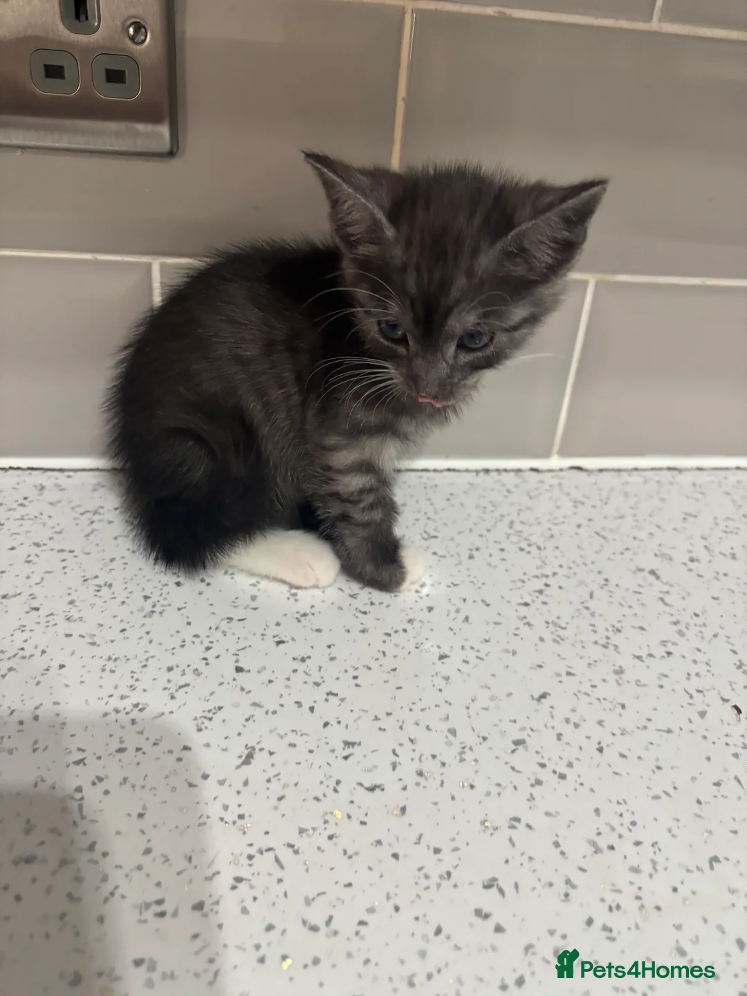 British Longhair cats for sale: British longhair  in Bristol - Advert 2