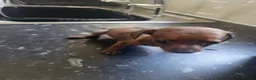 Miniature Dachshund dogs for sale: Absolutely gorgeous mini mini sausage dog  - Advert 4
