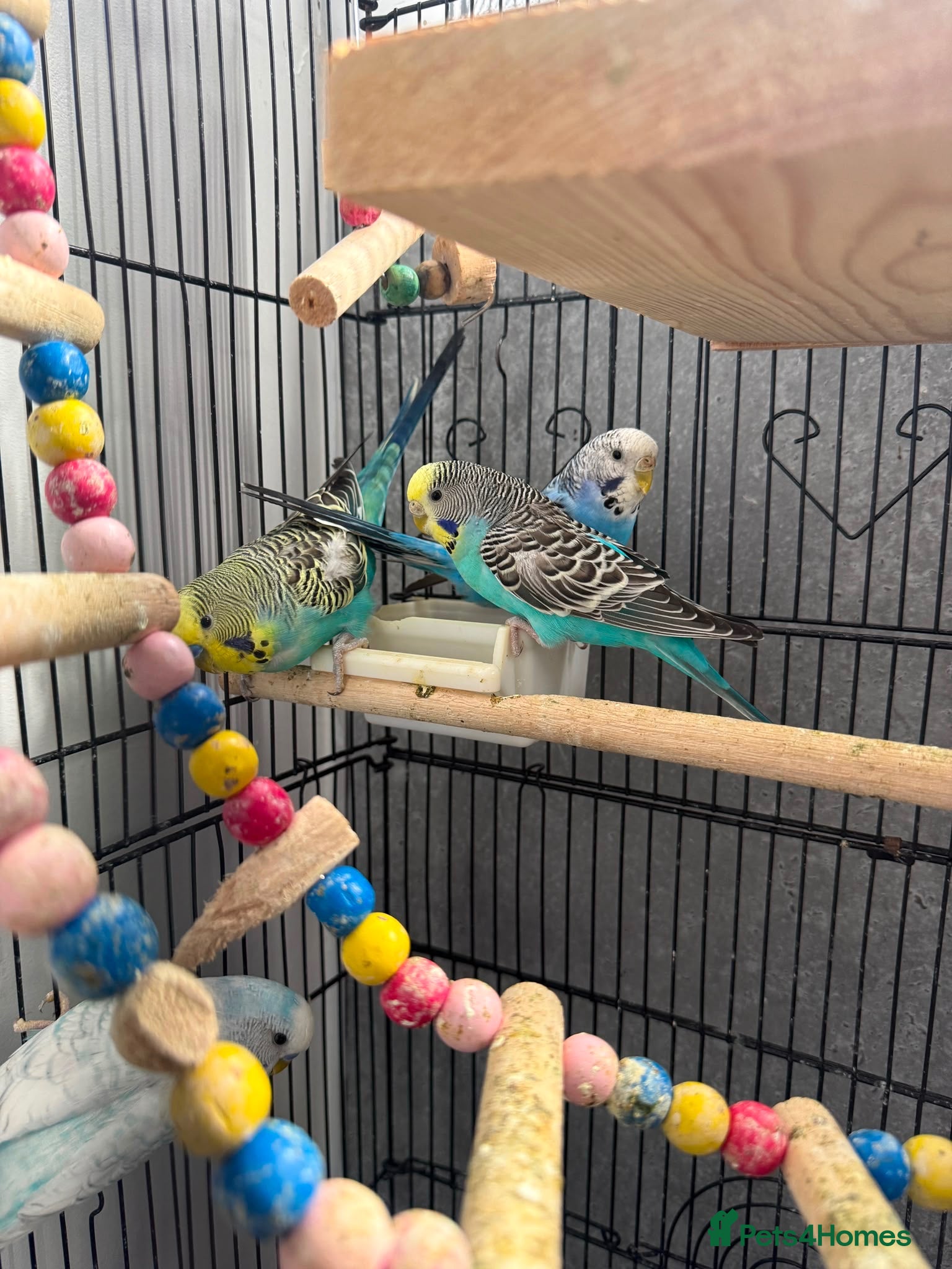 Budgerigars birds Budgies for sale - Advert 5