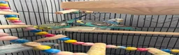 Budgerigars birds for sale: Budgies for sale in Birmingham - Advert 1
