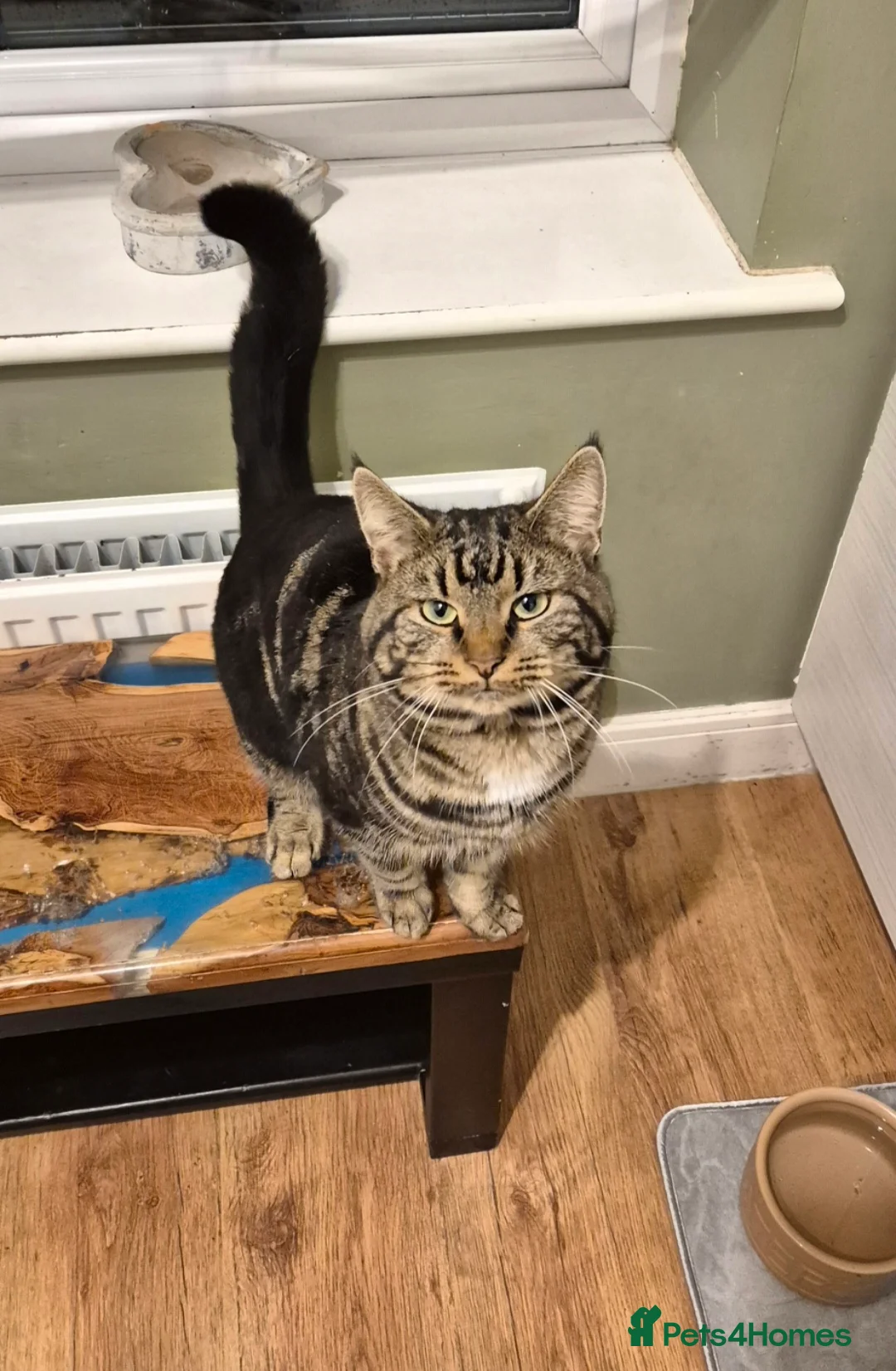 Domestic Shorthair cats for sale: Stitch is looking for his forever home in Bridgwater - Advert 1