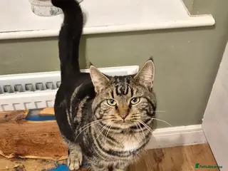 Domestic Shorthair cats Stitch is looking for his forever home in Bridgwater - Advert 1