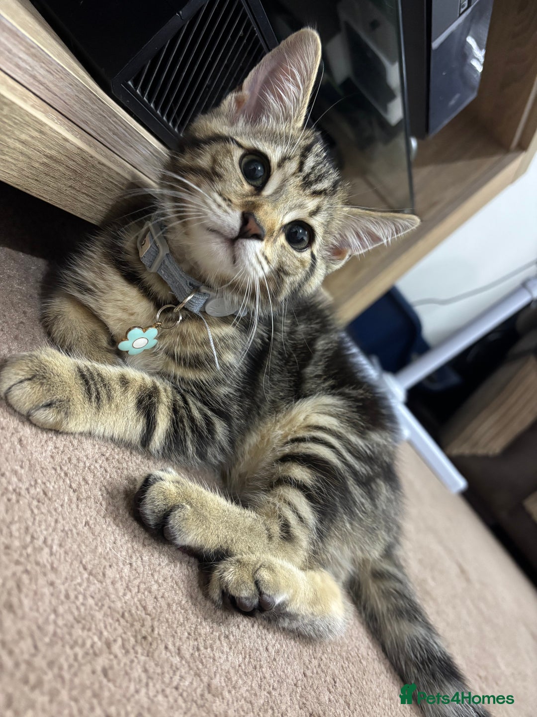 British Shorthair cats for sale: 10 Week Old British Shorthair X Kitten - Image 4