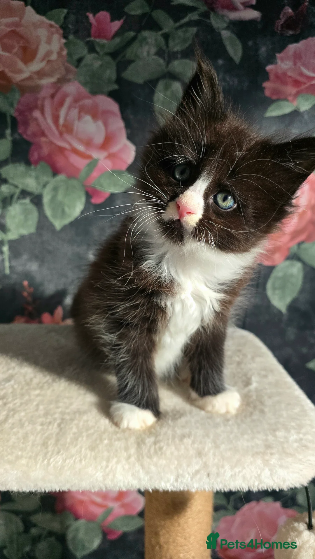 Maine Coon cats for sale: Stunning Maine coons  - Advert 13