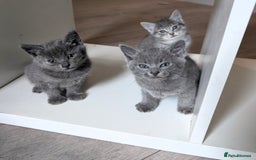 Mixed Breed cats for sale: Kittens  - Image 9