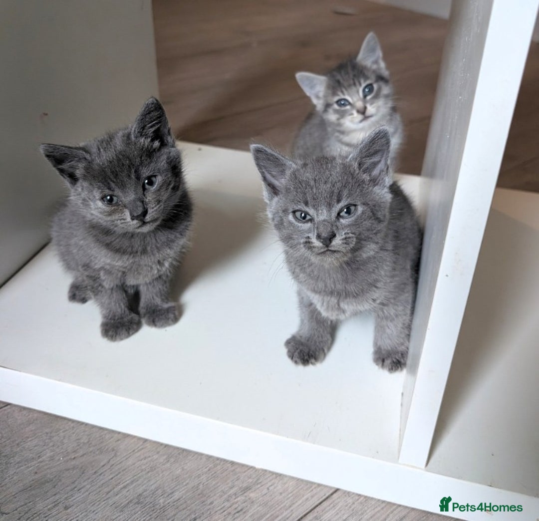 Mixed Breed cats for sale: Kittens  - Image 9