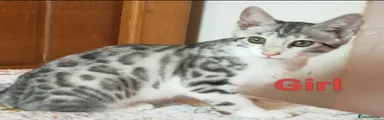 Mixed Breed Kitten 3
