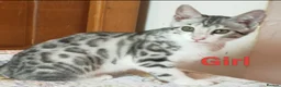 Mixed Breed cats for sale: Silver Rossetted Parti X Bengal kittens  in Bootle - Advert 2