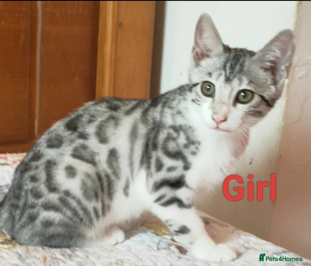 Mixed Breed cats for sale: Silver Rossetted Parti X Bengal kittens  in Bootle - Advert 2