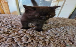 British Longhair cats for sale: Beautiful black British shorthair kittens  - Image 16