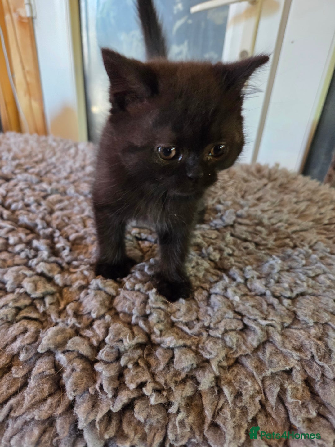 British Longhair cats for sale: Beautiful black British shorthair kittens  - Image 16