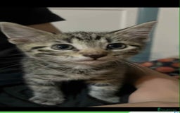 Domestic Shorthair cats for sale: 2 beautiful male kittens - Image 8