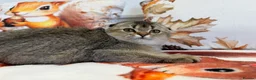 Scottish Fold cats for sale: 🐾 Stunning Scottish Fold Girl  🐾 - Advert 3