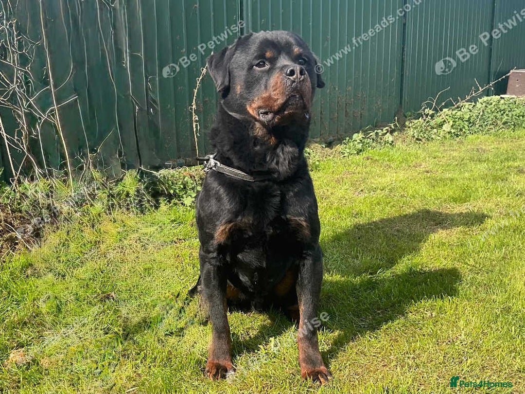 Rottweiler dogs for sale: Falconsnest (IMP BEL) Rottweiler Male - Image 4