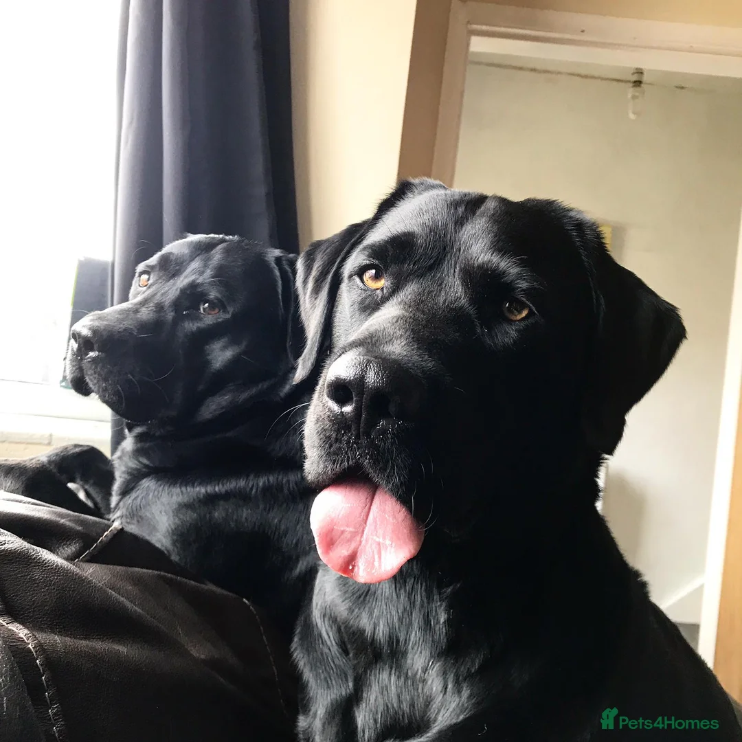 Labrador Retriever dogs for sale: Exceptional Charismatic "JUDGE" for yourselves.... - Advert 2
