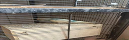 Budgerigars birds for sale: 7 young female budgies for sale - Advert 2