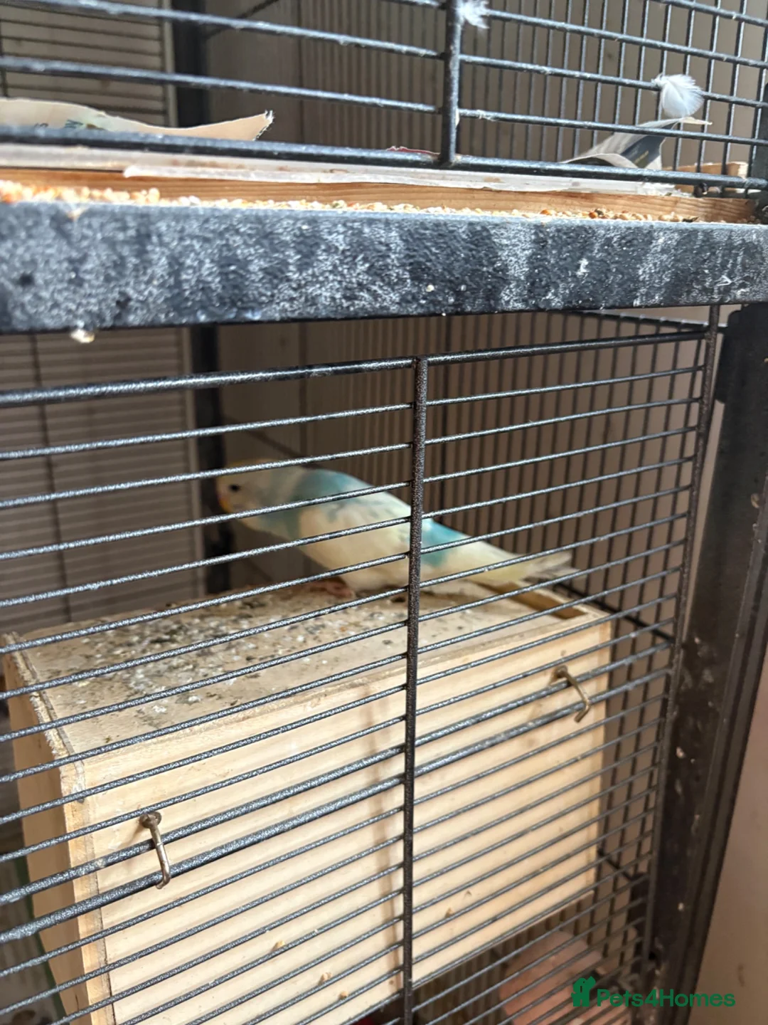 Budgerigars birds for sale: 7 young female budgies for sale - Advert 2