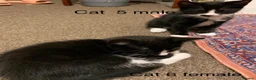 Mixed Breed cats for sale: 6 adorable cute kittens for sale in London - Advert 13