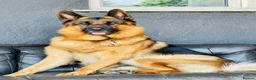 German Shepherd dogs for stud: Zen is 6 years old and has a bloodline of champs - Advert 2