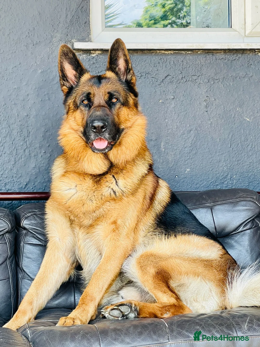 German Shepherd dogs for stud: Zen is 6 years old and has a bloodline of champs - Advert 2