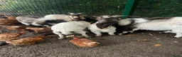 Goats livestock for sale: Pygmy Goats  - Advert 5