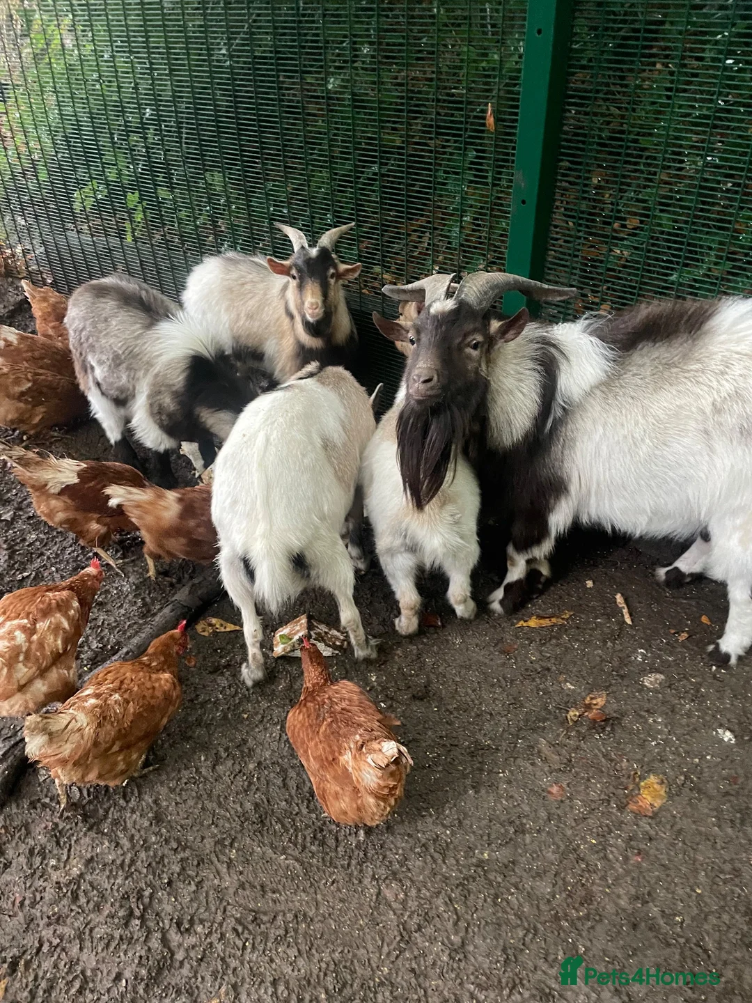 Goats livestock for sale: Pygmy Goats  - Advert 5