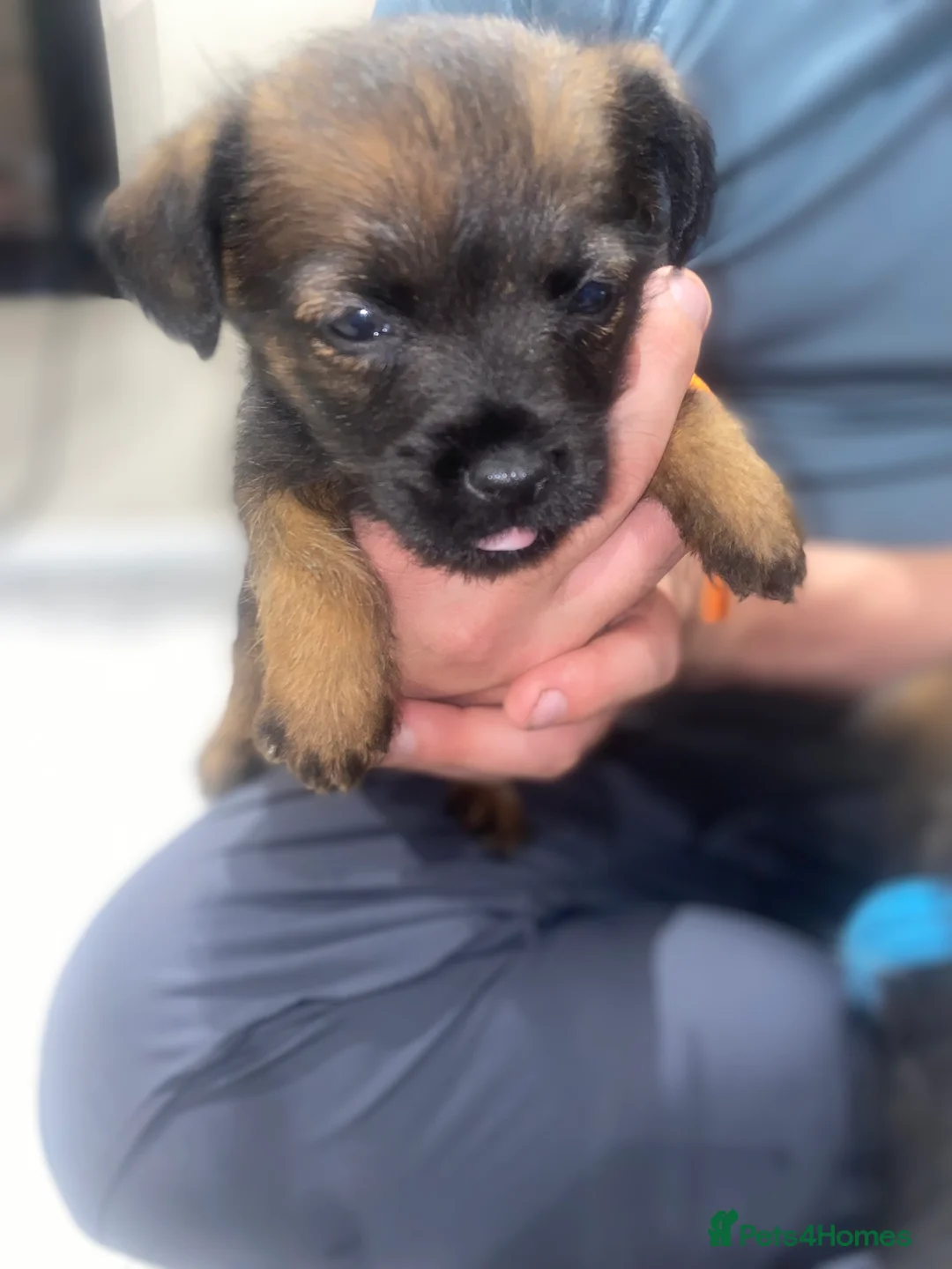 Border Terrier dogs for sale: 4 beautiful border terrier boys left  - Advert 9
