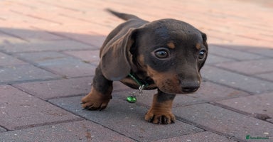 Dachshund dogs - Advert 4