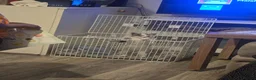 Mixed Breed cats for sale: FREE Orphan kitten in Birmingham - Advert 1