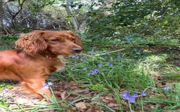 Cocker Spaniel dogs for sale: Fun & affectionate cocker spaniels ready 21st Aug - Image 10