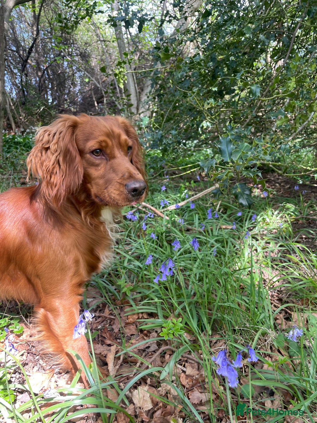 Cocker Spaniel dogs for sale: Fun & affectionate cocker spaniels ready 21st Aug - Image 10