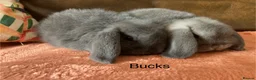 Mini Lop rabbits for sale: 4 gorgeous pure mini lops - Advert 2