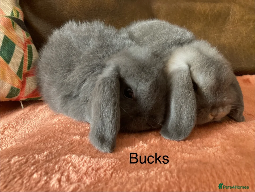 Mini Lop rabbits for sale: 4 gorgeous pure mini lops - Advert 2