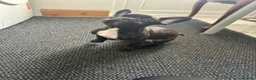 French Bulldog dogs for sale: 3 French bulldog puppies ready to find their home  - Advert 14
