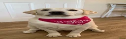 Labrador Retriever dogs for sale: Labrador puppies for sale  in Swansea - Advert 1